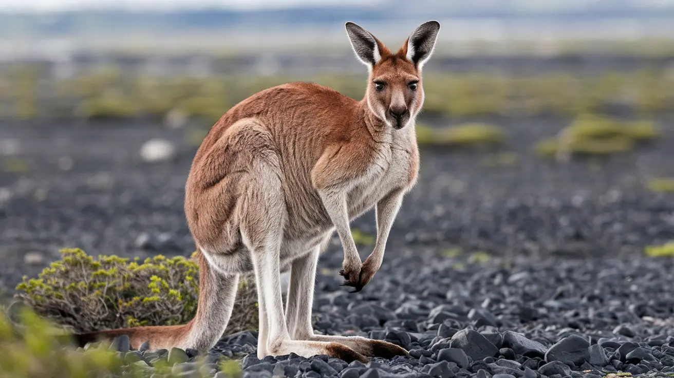 kangaroo